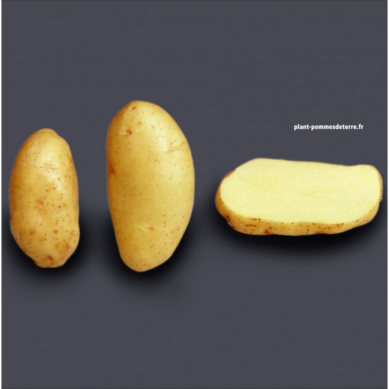 Varietà di patate da semina: elenco e consigli